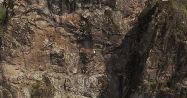 Drone, dik bir uçuruma tırmanan genç bir atletik kadın tırmanıcının üzerinden uçuyor. Hava Görünümü