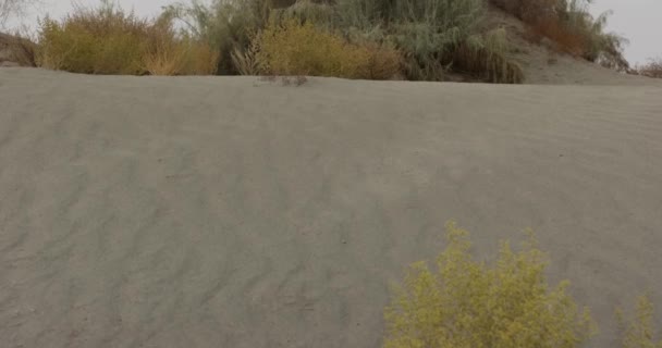Fall Ceramic Clay Jug Desert Sand Dune Surrounded Bushes Real — Stock Video