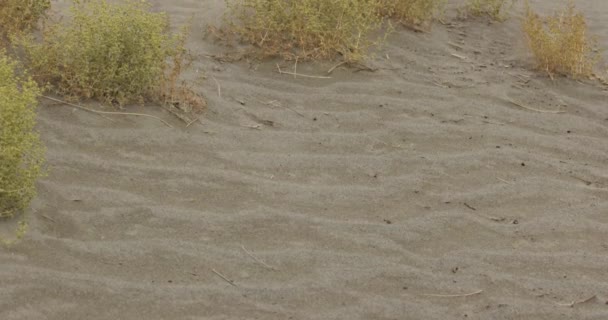 茂みや草を持つ砂丘のパノラマは 花と粘土のジャグを立っています リアルタイムで4K — ストック動画