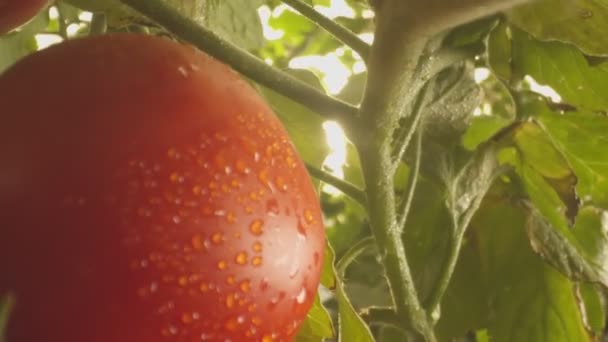 Tomatenbeete Die Zeitlupe Gewächshaus Wachsen — Stockvideo