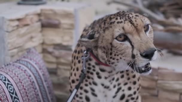 Koberci Sedí Krotký Gepard Obojku Vodítku Pomalý Pohyb — Stock video