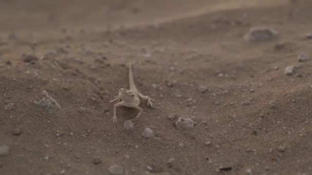 Маленькая Коричневая Ящерица Песке Пустыни Среди Мелких Камней Slow Motion — стоковое видео