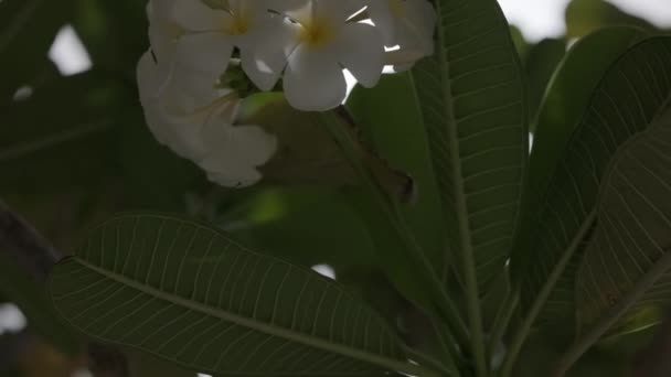 晴れた空に向かって咲く熱帯木のクローズアップ スローモーション — ストック動画