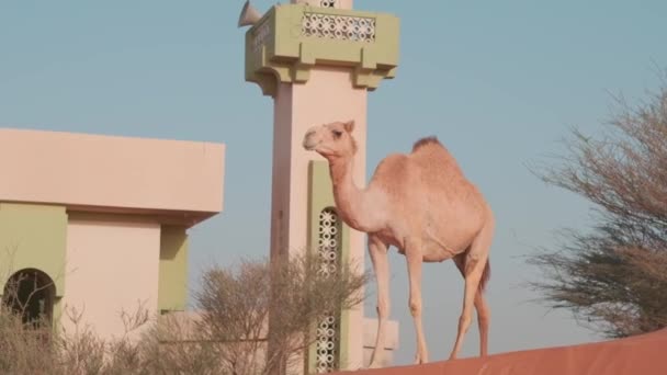 ラクダは砂で覆われた都市を背景に砂漠の砂丘の上に立っている スローモーション — ストック動画