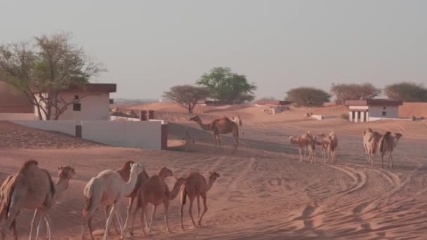 Przyczepa Wielbłądów Spaceruje Piaszczystej Pustyni Dubaju Zwolniony Ruch — Wideo stockowe
