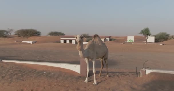 Ένα Τηλεκατευθυνόμενο Αιχμαλωτίζει Ένα Καραβάνι Καμήλας Μια Αμμώδη Μικρή Πόλη — Αρχείο Βίντεο