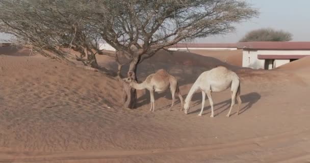 Eine Drohne Fängt Eine Kamelkarawane Einer Mit Sand Bedeckten Kleinstadt — Stockvideo