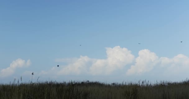 Vista Prados Grama Panarama Sob Céu Nublado Durante Dia Com — Vídeo de Stock