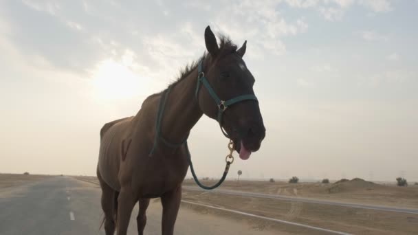 Uma Jovem Mulher Macacão Esportivo Moderno Aproxima Cavalo Vermelho Estrada — Vídeo de Stock