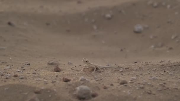Μικρή Καφέ Σαύρα Στην Άμμο Της Ερήμου Ανάμεσα Μικρές Πέτρες — Αρχείο Βίντεο