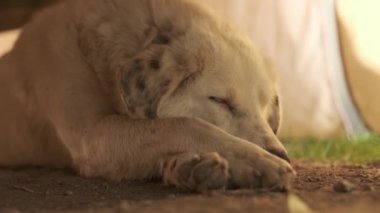 Bej saçlı ve benekli kulaklı büyük bir köpek ahşap bir masanın altında yerde yatıyor. Yavaş Hareket, Kapat