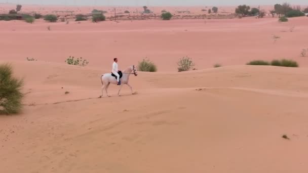 Drone Flies Lone Rider White Horse Riding Desert Bushes Aerial — Stock Video