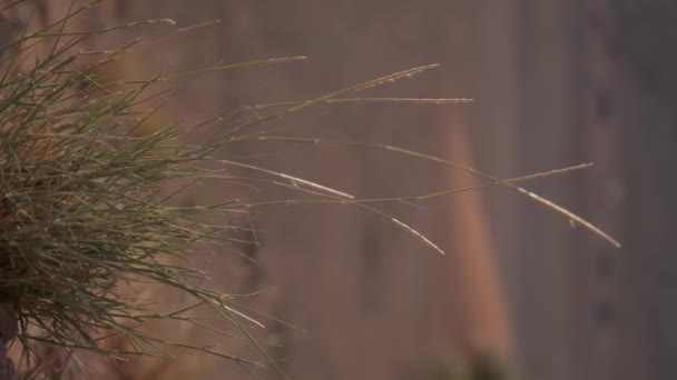 Крупный План Стеблей Травы Раскачивающихся Пустыне Закате Медленное Движение Вертикальный — стоковое видео