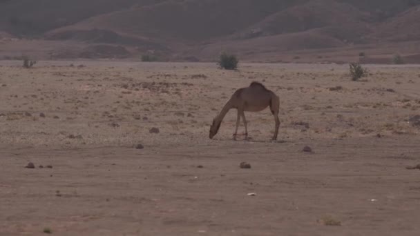 Μια Καμήλα Πόδια Δεμένα Τρώει Γρασίδι Στην Έρημο Αργή Κίνηση — Αρχείο Βίντεο