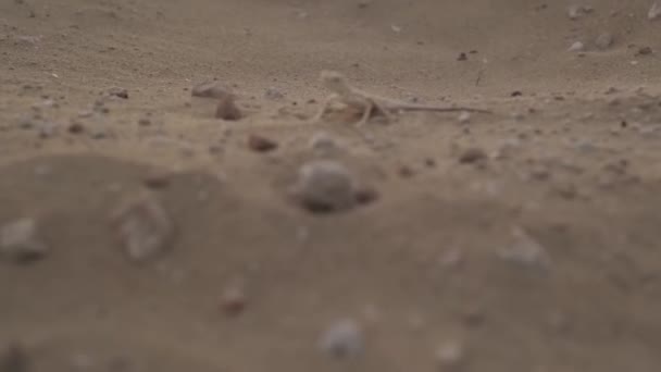 小さな石の間で砂漠の砂の上に小さな茶色のトカゲ スローモーション誰もいない — ストック動画