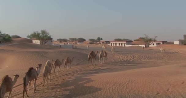 一架无人驾驶飞机捕捉到一群骆驼在一个被沙子覆盖的沙漠城市中行走 慢动作 — 图库视频影像