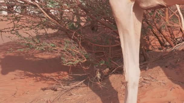 Develer Çöldeki Bir Kum Tepesinde Dikenli Çalıları Yerler Yavaş Hareket — Stok video