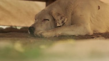 Bej saçlı ve benekli kulaklı büyük bir köpek ahşap bir masanın altında yerde yatıyor. Yavaş Hareket, Kapat