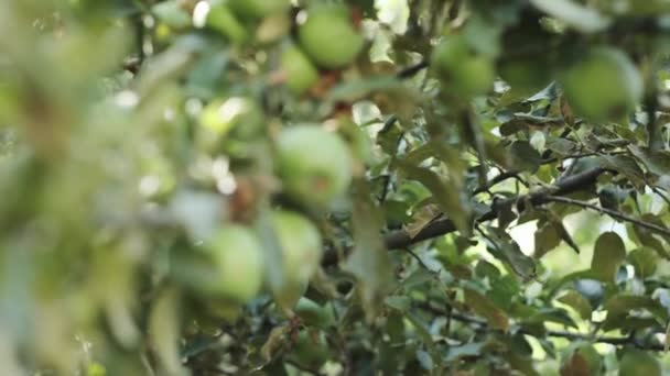 Detailní Záběr Jabloně Větve Zelenými Jablky Zahradě Slunečného Dne Pomalý — Stock video
