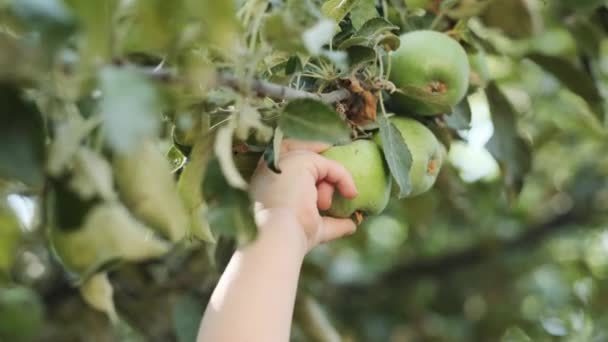 Petit Garçon Dans Les Bras Mère Essaie Cueillir Des Pommes — Video