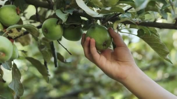 庭のティーンエイジャーの手は 木の枝から緑のリンゴを拾います スローモーション クローズアップ — ストック動画