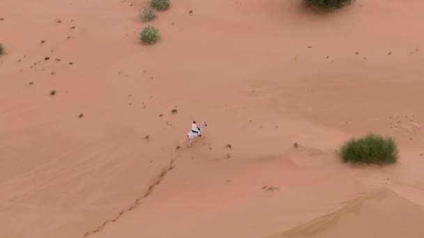 无人驾驶飞机骑着一匹白马 在沙漠的沙地上 在绿色的灌木丛中疾驰而过 空中景观 — 图库视频影像