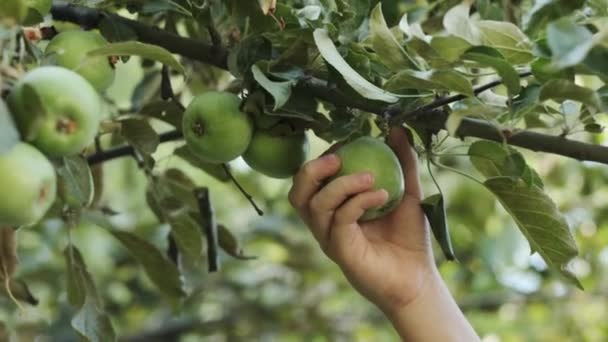 Ein Teenager Garten Pflückt Grüne Äpfel Von Einem Ast Zeitlupe — Stockvideo