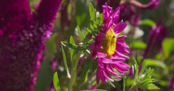 Uma Abelha Rasteja Uma Flor Dia Ensolarado Verão Fechar Movimento — Vídeo de Stock