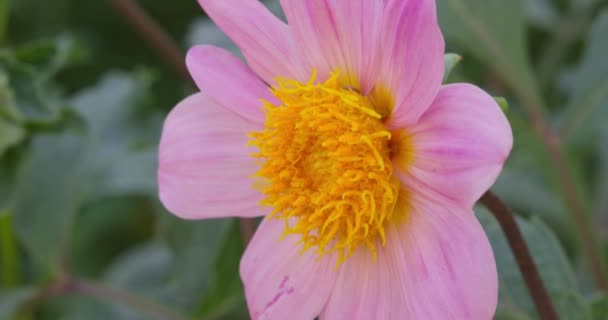 Egy Nagy Bogár Nektárt Virágport Gyűjt Egy Rózsaszín Virágból Egy — Stock videók