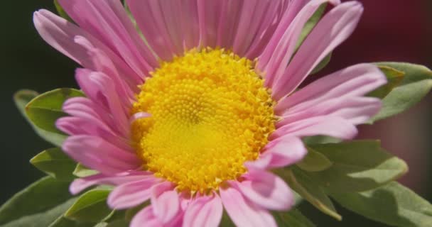 Maksro Güneşli Bir Günde Yaz Çayırında Narin Pembe Bir Çiçek — Stok video