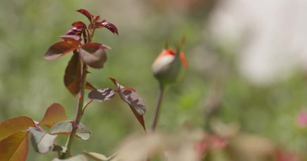 夏天的一天 玫瑰花蕾在灌木丛中绽放 焦点从花朵转移到背景 然后再返回 慢动作 — 图库视频影像