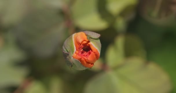 Pączek Róży Krzaku Letni Dzień Skupienie Zmienia Się Kwiatka Tło — Wideo stockowe