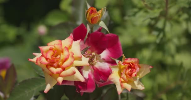 Krzew Róży Kwitnie Letniej Łące Słoneczny Dzień Slow Motion Zbliżenie — Wideo stockowe