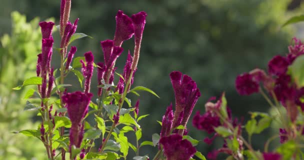 Pionowe Purpurowe Kwiaty Letniej Łące Słoneczny Dzień Slow Motion Zbliżenie — Wideo stockowe