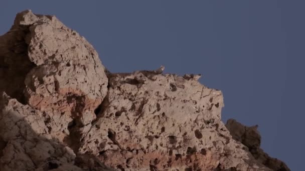 Pássaros Aninham Penhasco Meio Deserto Contra Céu Azul Movimento Lento — Vídeo de Stock