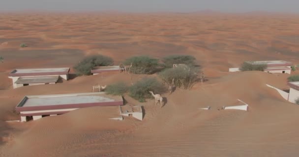 Dron Captura Una Caravana Camellos Pequeño Pueblo Cubierto Arena Medio — Vídeos de Stock