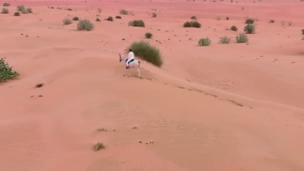 無人機は 茂みの中の砂漠を乗馬する白い馬に乗って一人乗りの周りを飛び回っています 空中風景 — ストック動画