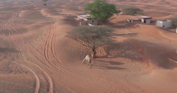 Drone Cattura Una Carovana Cammelli Una Piccola Città Coperta Sabbia — Video Stock
