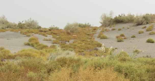 茂みや草を持つ砂丘のパノラマは 花と粘土のジャグを立っています リアルタイムで4K — ストック動画