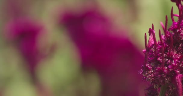 Großaufnahme Heller Blumen Auf Einer Herbstlichen Wiese Der Fokus Wechselt — Stockvideo