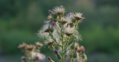 Yeşil bir çayırın arka planında kurumuş sonbahar çiçeği. Kapat, Yavaş Hareket.
