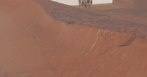 無人機は砂で覆われた砂漠の都市のミナレットの近くでラクダを捕獲する 空中ビュー スローモーション — ストック動画