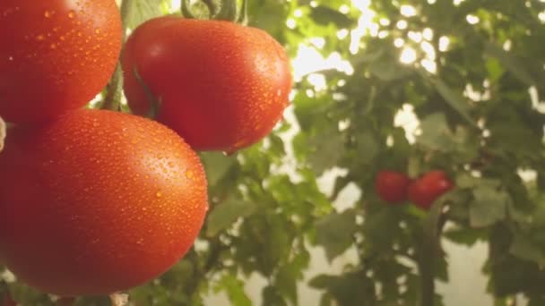 Camas Com Tomates Crescendo Estufa Close Câmera Lenta — Vídeo de Stock