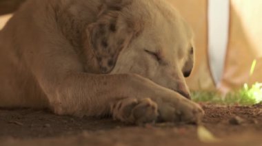 Bej saçlı ve benekli kulaklı büyük bir köpek ahşap bir masanın altında yerde yatıyor. Yavaş Hareket, Kapat