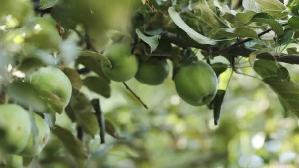 Close Ramo Macieira Com Maçãs Verdes Jardim Dia Ensolarado Movimento — Vídeo de Stock