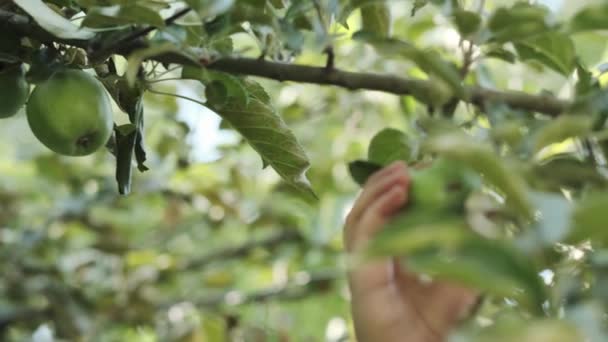 Adolescente Giardino Raccoglie Mele Verdi Ramo Albero Rallentatore — Video Stock