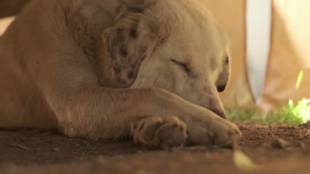 Velký Pes Béžovými Vlasy Skvrnitýma Ušima Spočívá Zemi Pod Dřevěným — Stock video