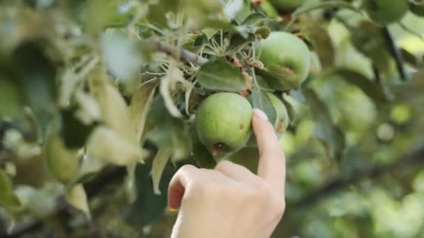 Annesinin Kollarında Küçük Bir Çocuk Ağaç Dalından Yeşil Elma Toplamaya — Stok video