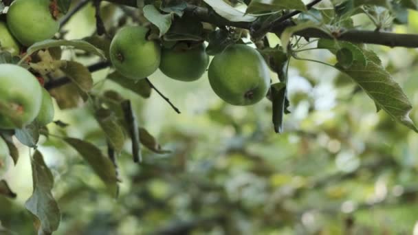 花园里一个少年的手从树枝上摘青苹果 慢动作 — 图库视频影像