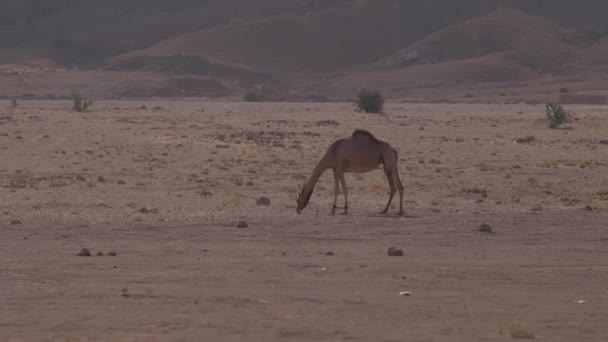 Одногорбый Верблюд Связанными Ногами Поедающий Траву Пустыне Slow Motion — стоковое видео